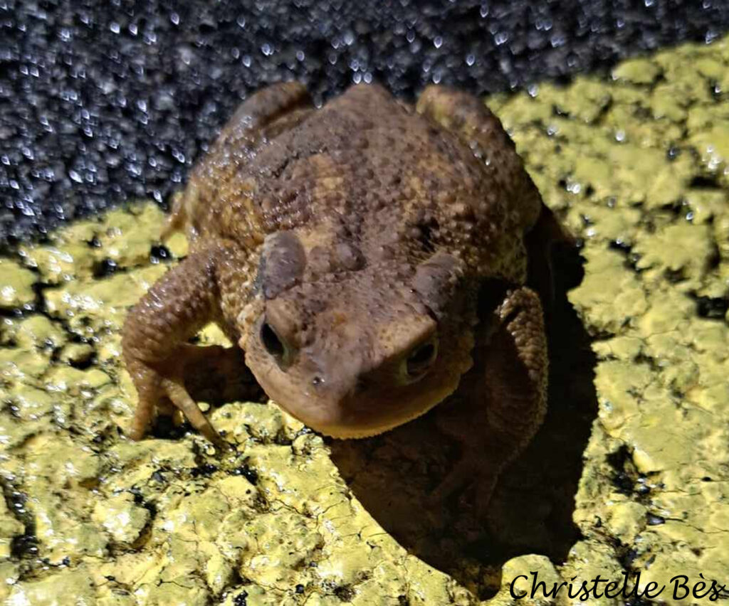 Crapaud épineux - Bufo spinosus